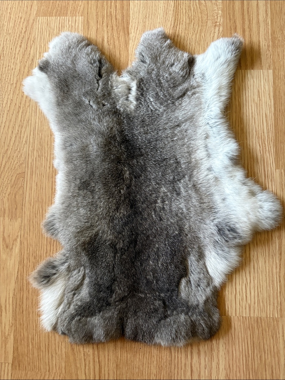 B0213 Rex rabbit hide chinchilla color